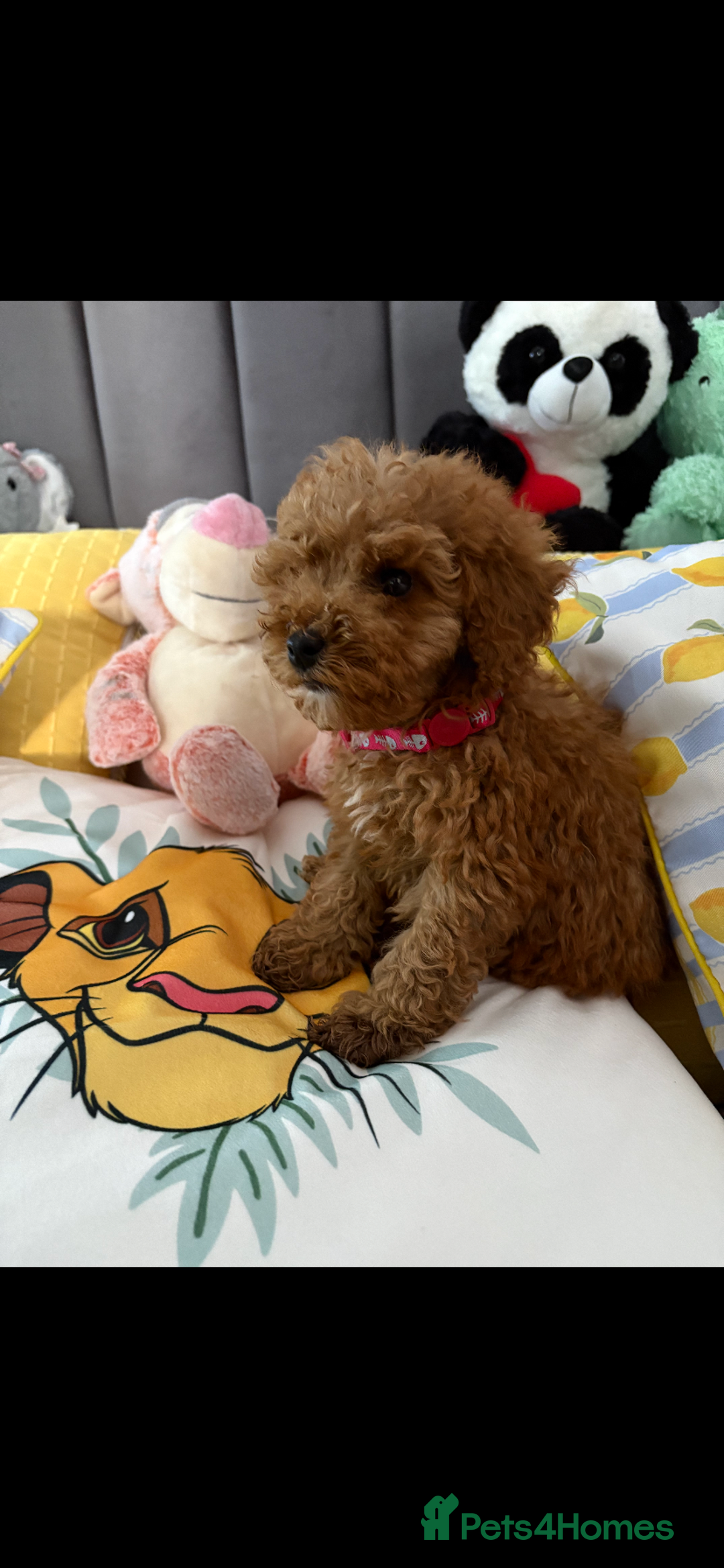 Poodle dogs for sale: Toy poodle puppies for sale  - Image 17