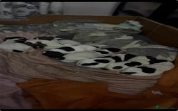 English Springer Spaniel dogs for sale: English springer spaniel puppies  - Image 5