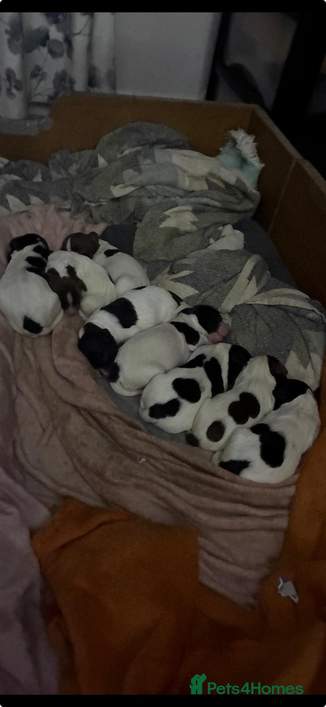English Springer Spaniel dogs for sale: English springer spaniel puppies  - Image 5