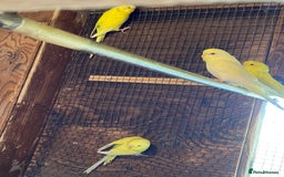 Budgerigars birds for sale: Baby budgies - Image 5