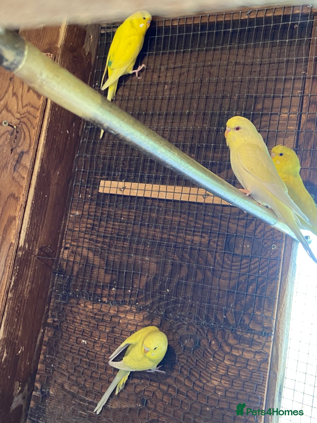 Budgerigars birds for sale: Baby budgies - Image 5
