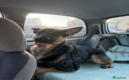 Mixed Breed dogs for sale: German Shepard x Belgian malinois  - Advert 4