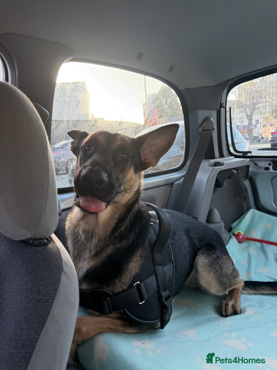 Mixed Breed dogs for sale: German Shepard x Belgian malinois  - Advert 4