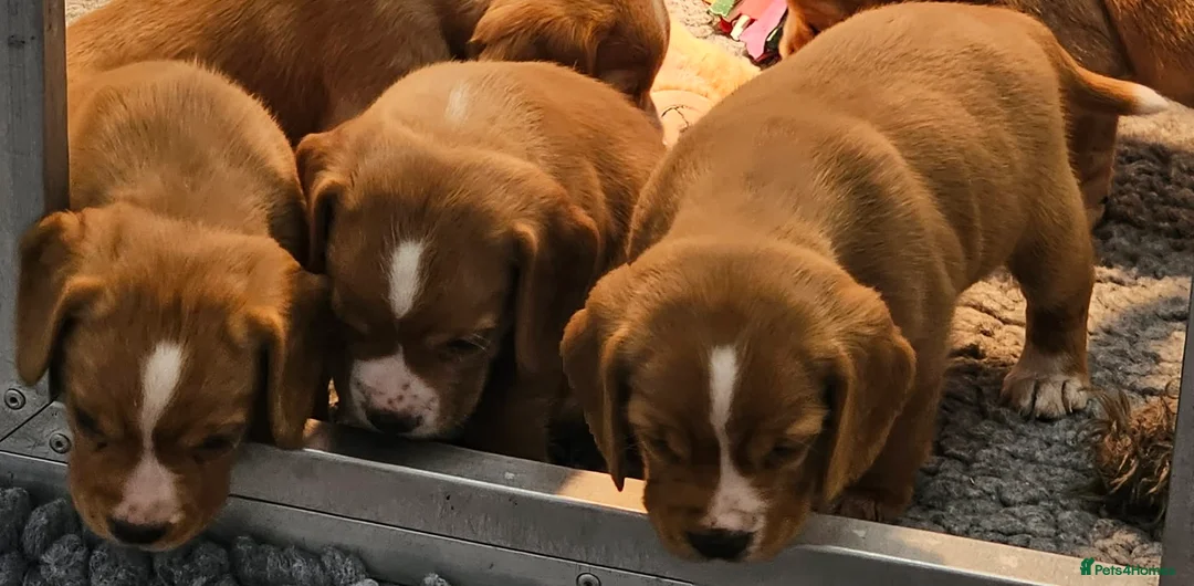 Bocker dogs for sale: Beautiful Red Bocker Pups - Ready 18.02.26 - Advert 19