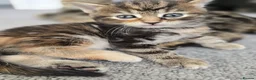 Mixed Breed cats for sale: Fluffy kittens 8 weeks old for sale ! in Wellingborough - Advert 3