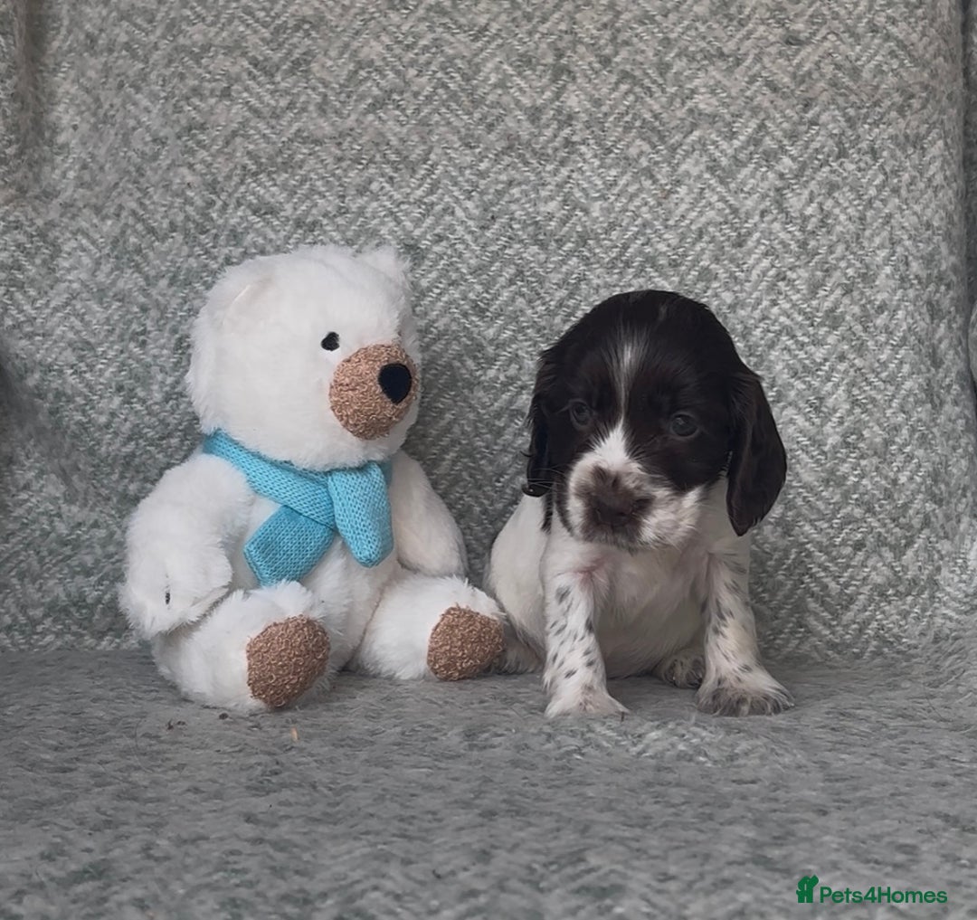 Cocker Spaniel dogs for sale: Ready Now! KC Show Type Cocker Spaniel Pups  - Image 29