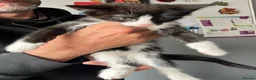 Mixed Breed cats for sale: Kittens looking for their forever home - Advert 2