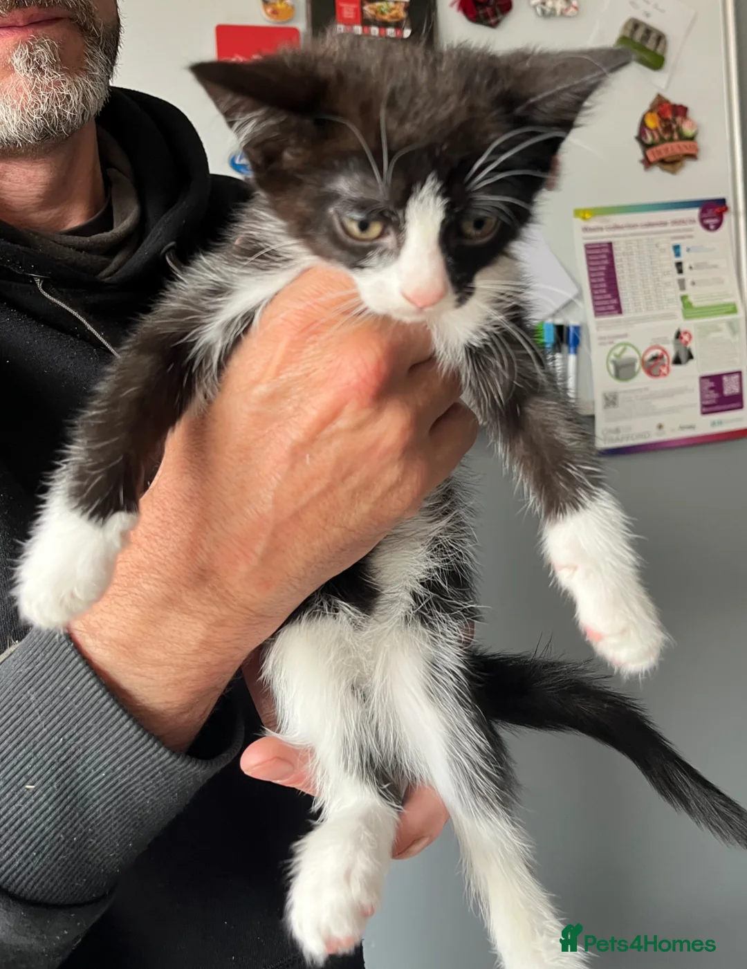 Mixed Breed cats for sale: Kittens looking for their forever home - Advert 2