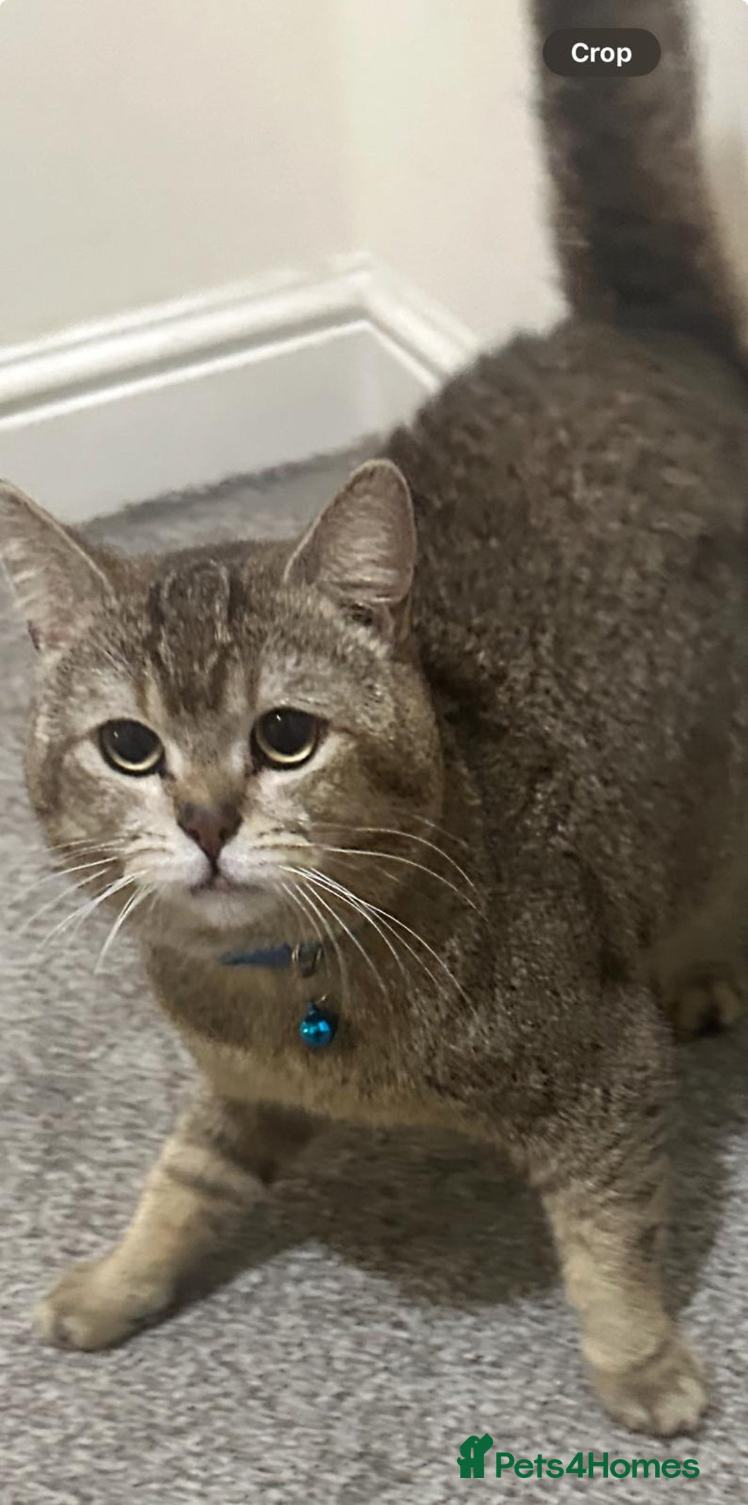 British Shorthair cats for sale: Active GCCF registered, BSH male NY12 - Advert 4