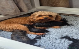 Cavapoo dogs for sale: Beautiful phantom F1B cavapoos - Image 10