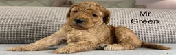 Double Doodle dogs for sale: A REALLY EXCITING MIX OF BREEDS. GORGEOUS!!! - Advert 18