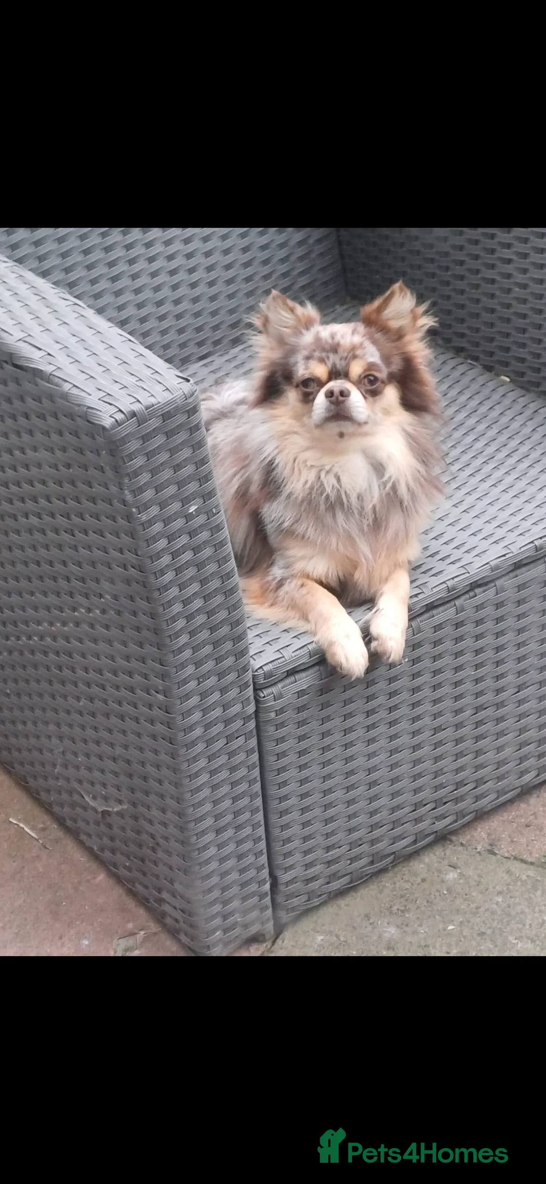 Chihuahua dogs for sale: Champion quality male chihuahua for sale    - Advert 1
