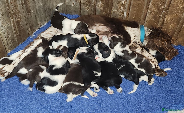 English Springer Spaniel dogs - Advert 9