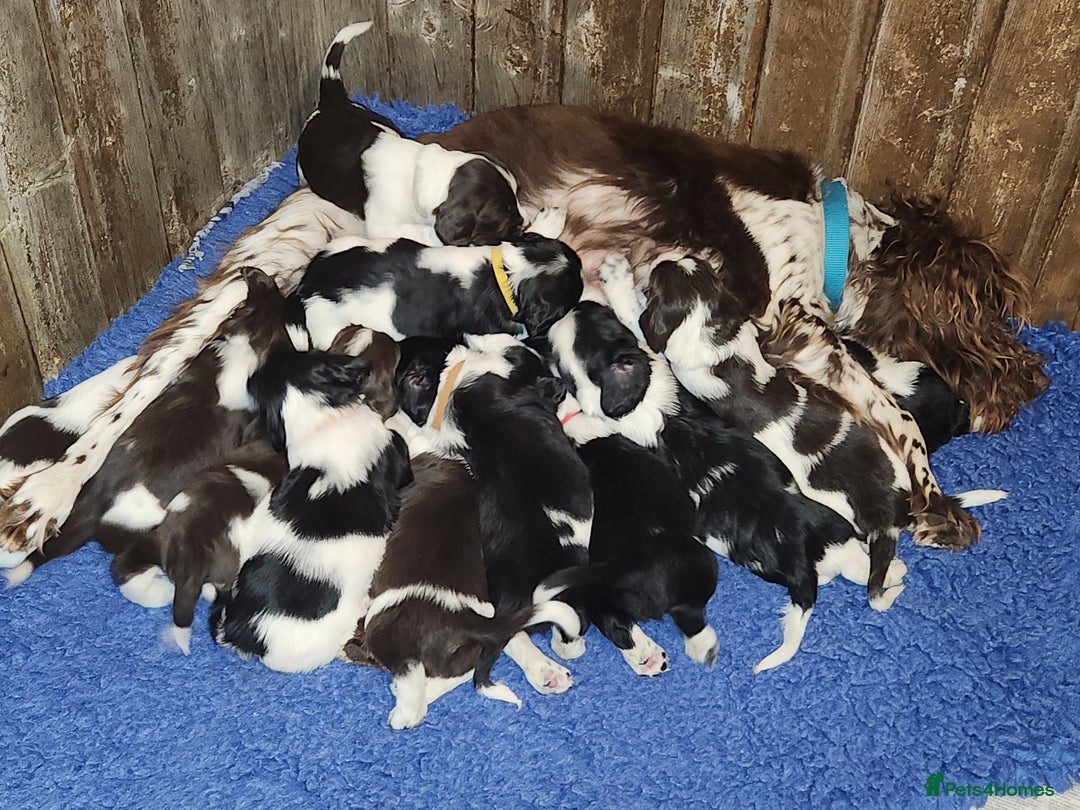 English Springer Spaniel dogs for sale: KC Registered ESS Pups *WELL MARKED* - Image 3