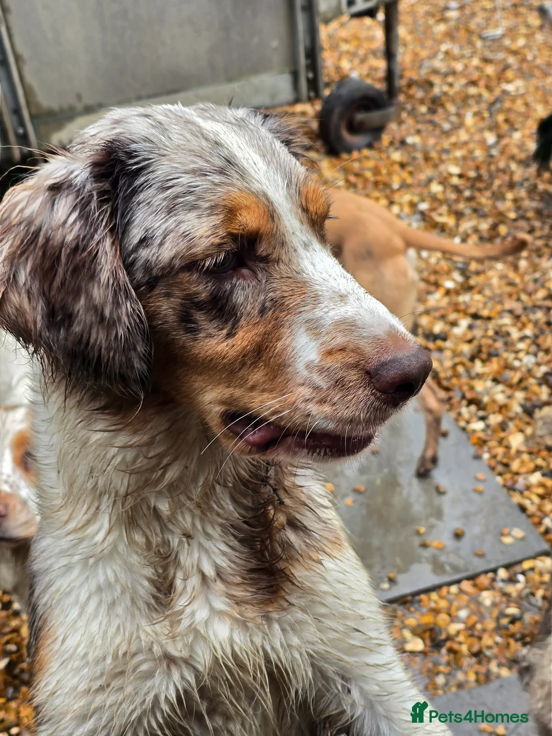 Mixed Breed dogs for sale: Clumber cross - Advert 5