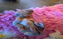 Mini Goldendoodle dogs for sale: Stunning F1 Mini Goldendoodles  - Image 13