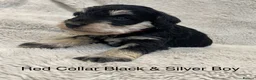 Miniature Schnauzer dogs for sale: Beautiful KC Reg Miniature Schnauzers - Advert 13