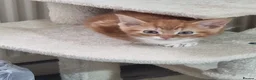 Mixed Breed cats for sale: A male ginger tabby and a female tuxedo - Advert 5