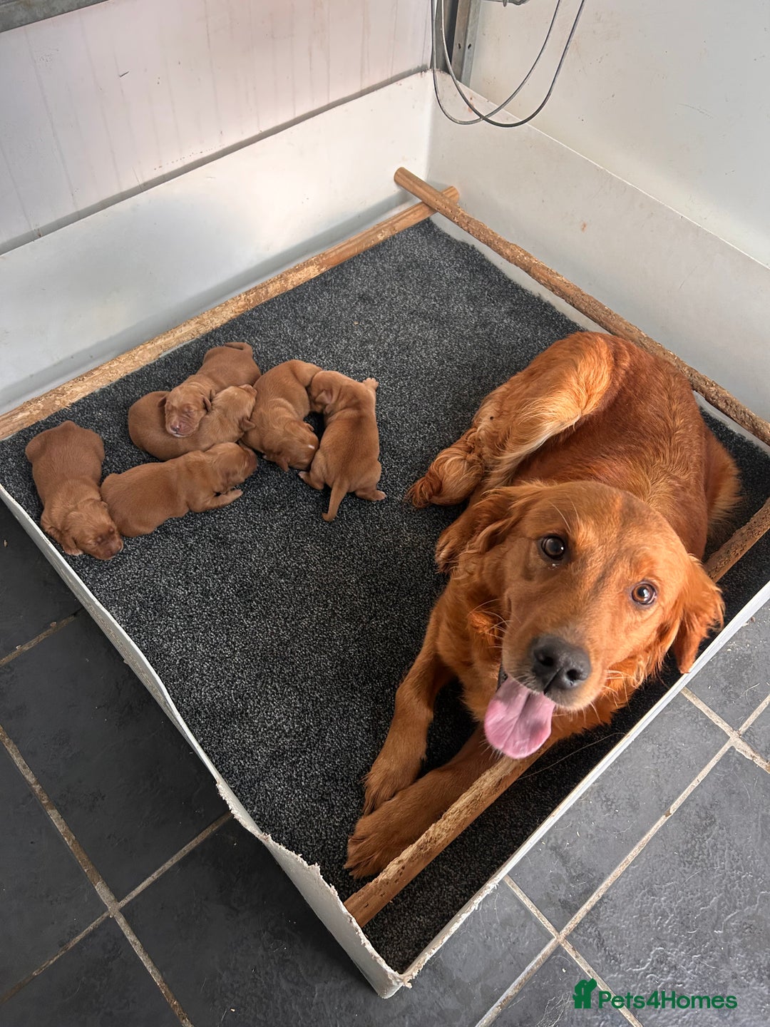 Golden Retriever dogs for sale: Dark Red Working Golden Retriever puppies  - Advert 2