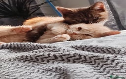 British Shorthair cats for sale: British shorthair kittens  - Image 3