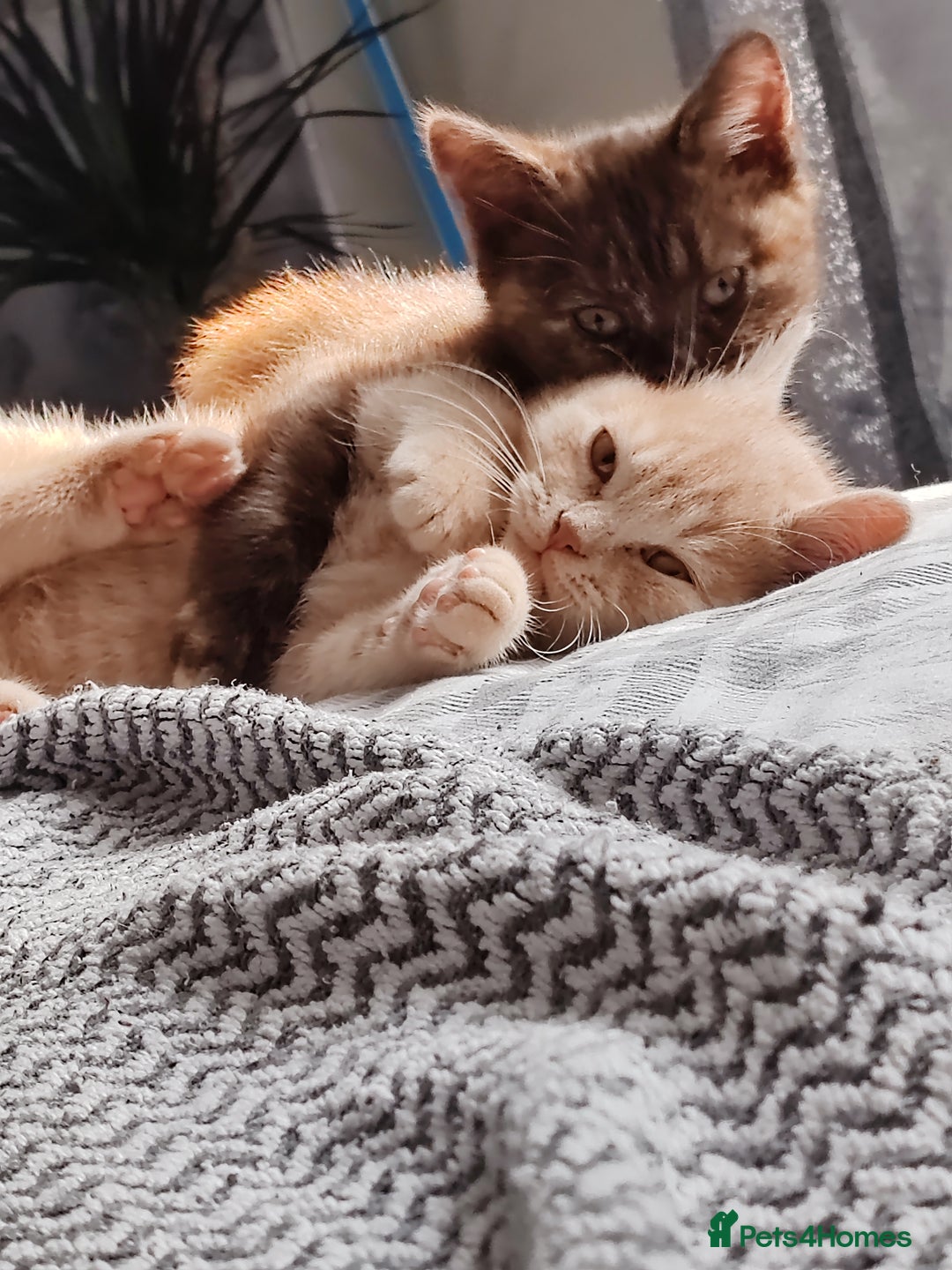 British Shorthair cats for sale: British shorthair kittens  - Image 3