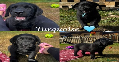 Labrador Retriever dogs - Advert 7