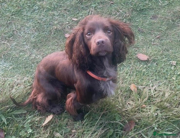 Cocker Spaniel dogs Cocker spaniel 5 years old  - Advert 2