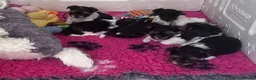 Biewer Terrier dogs for sale: Biewer Terriers  - Advert 11
