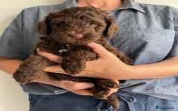 Schnoodle dogs for sale: F1 mega coated mini cross Schnoodles - Image 16