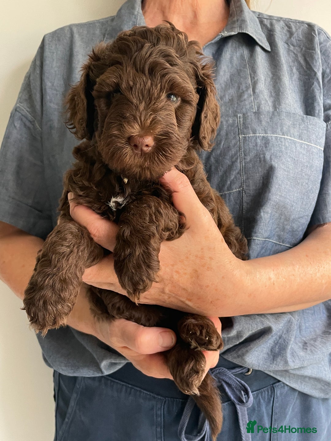 Schnoodle dogs for sale: F1 mega coated mini cross Schnoodles - Image 16