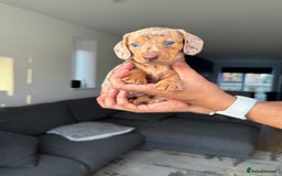 Dachshund dogs for sale: Miniature Dachshund Litter - Image 3