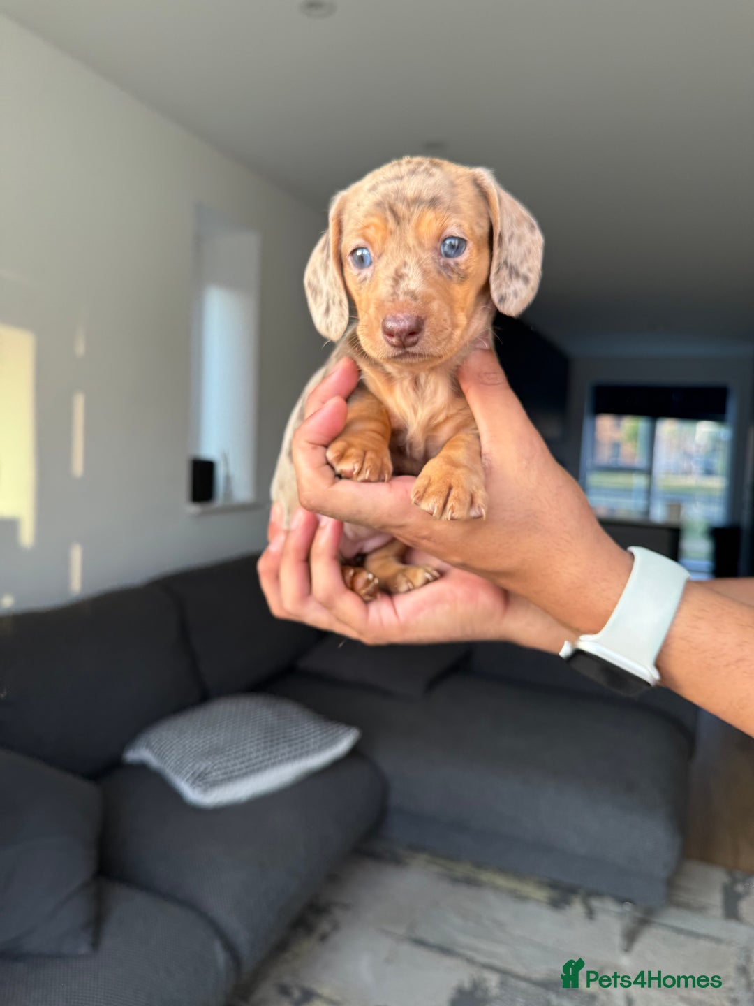 Dachshund dogs for sale: Miniature Dachshund Litter - Image 3