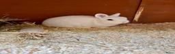 Netherland Dwarf rabbits for sale: Netherland dwarf BEW buck  - Advert 4