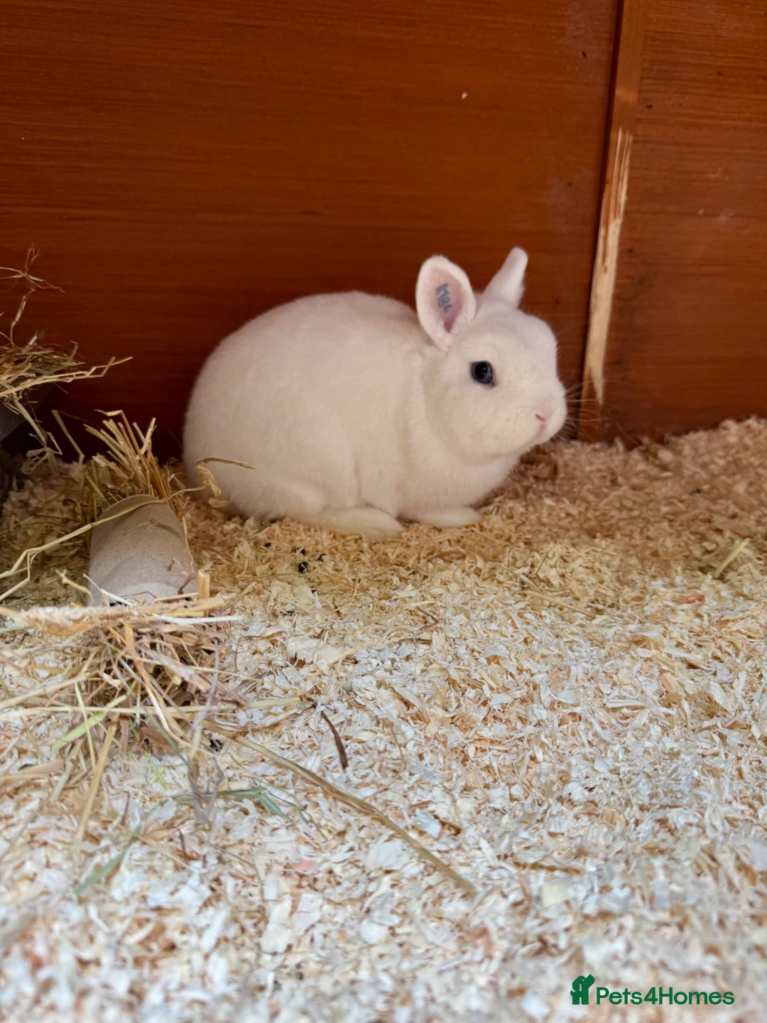 Netherland Dwarf rabbits for sale: Netherland dwarf BEW buck  - Advert 4
