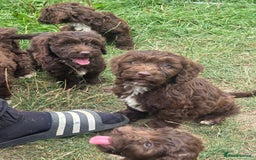 Cockapoo dogs for sale: Gorgeous Cockerpoo puppies  - Image 17