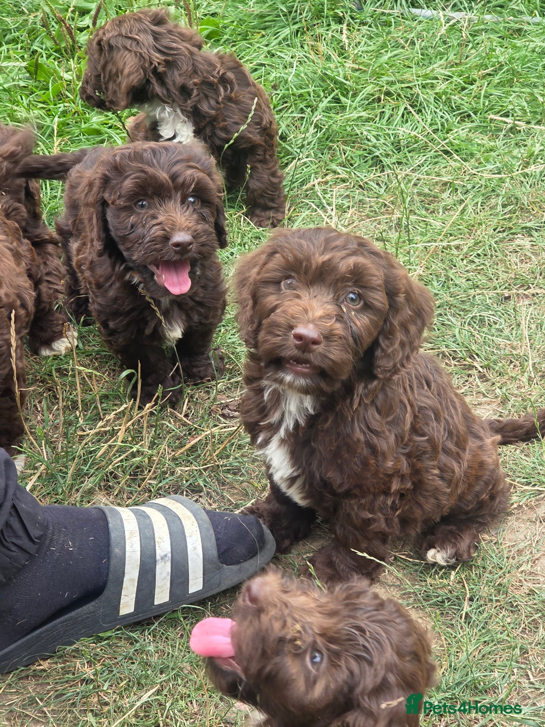Cockapoo dogs for sale: Gorgeous Cockerpoo puppies  - Image 17