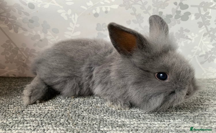Mini Lop rabbits - Advert 9