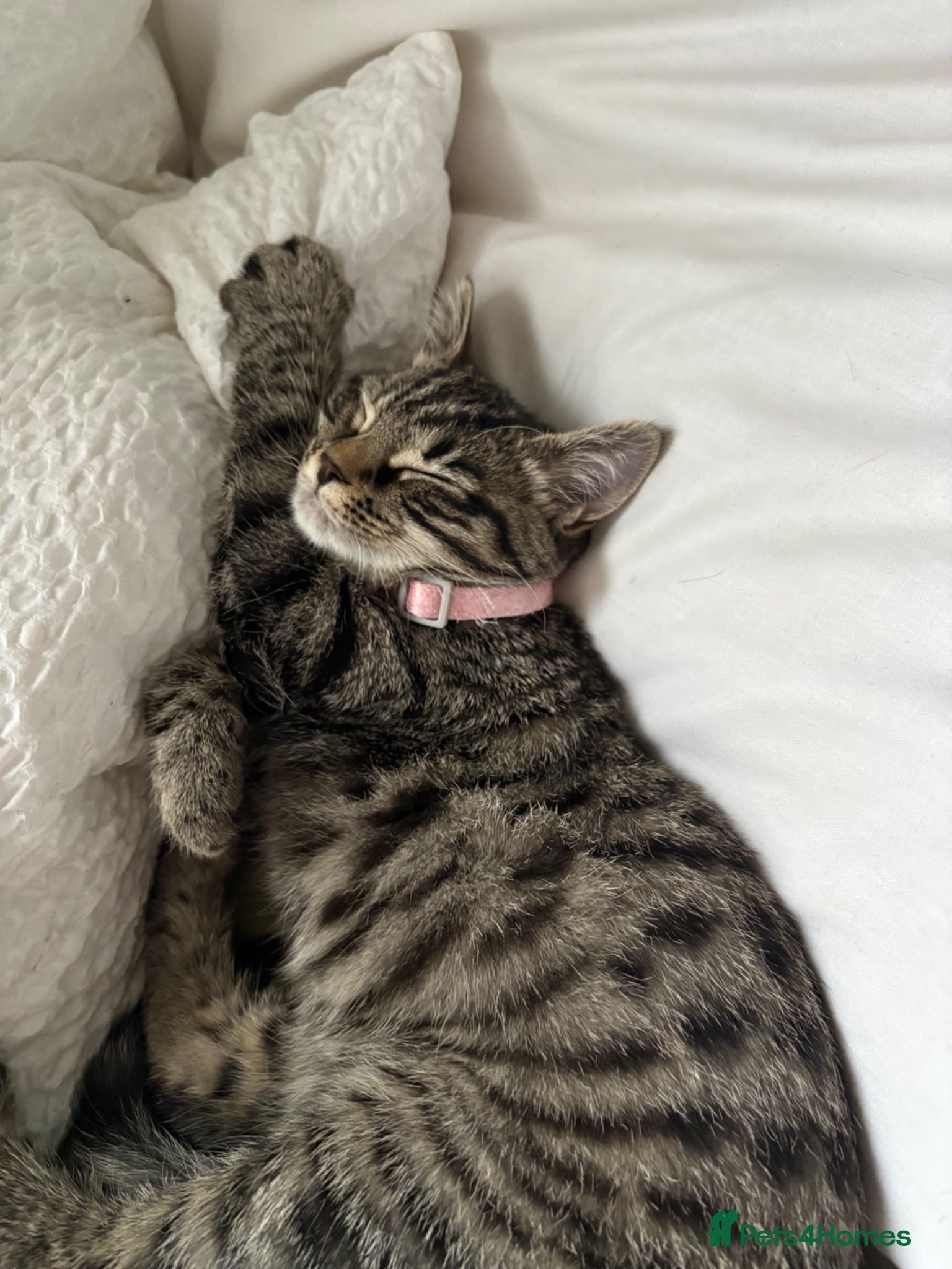Mixed Breed cats Tabby kittens  - Advert 8
