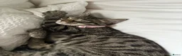 Mixed Breed cats for sale: Tabby kittens  in Norwich - Advert 1