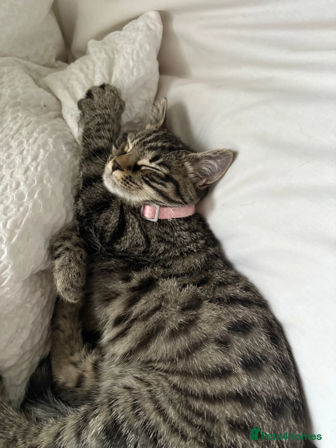 Mixed Breed cats for sale: Tabby kittens  in Norwich - Advert 1