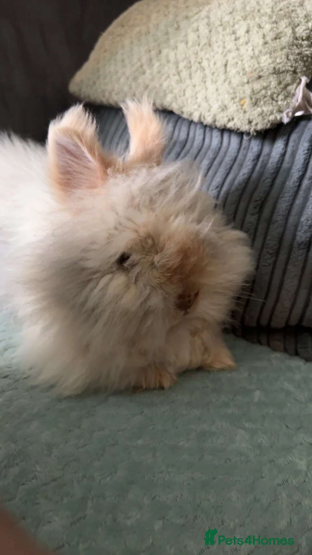 Lionhead rabbits for sale: Lionhead rabbit free!! - Advert 1
