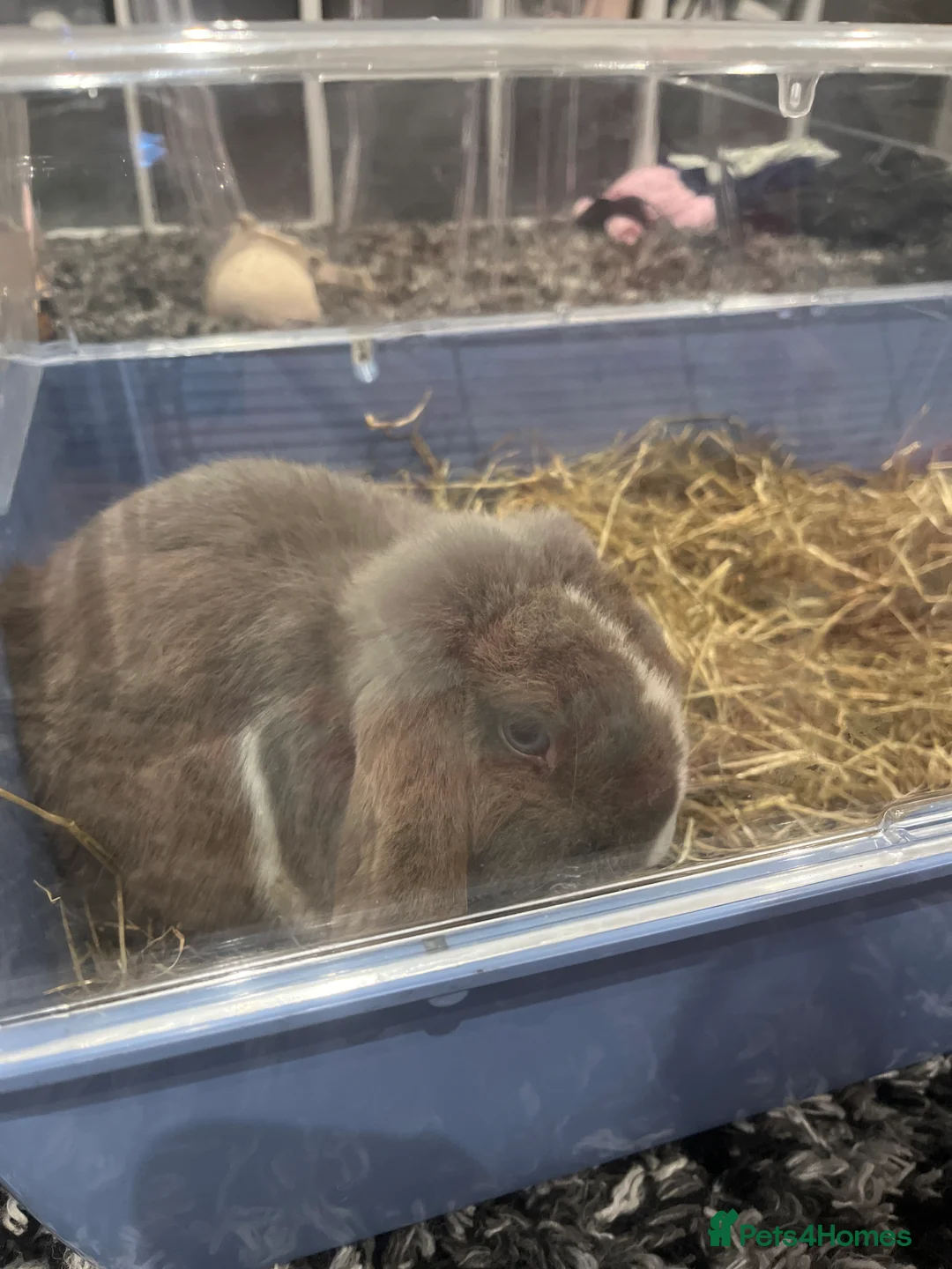 Mini Lop rabbits for sale: rocky the mini lop - Advert 1