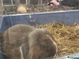 Mini Lop rabbits rocky the mini lop - Advert 3