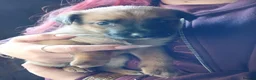 Mixed Breed dogs for sale: Puppies  in Dudley - Advert 6