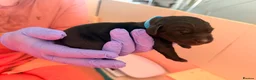 Labrador Retriever dogs for sale: Beautiful litter of Labrador Puppies  - Advert 33