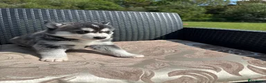 Pomsky Puppy 2