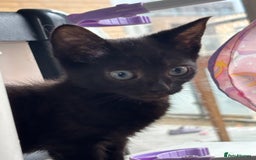 Domestic Shorthair cats for sale: Kittens for sale  - Image 17