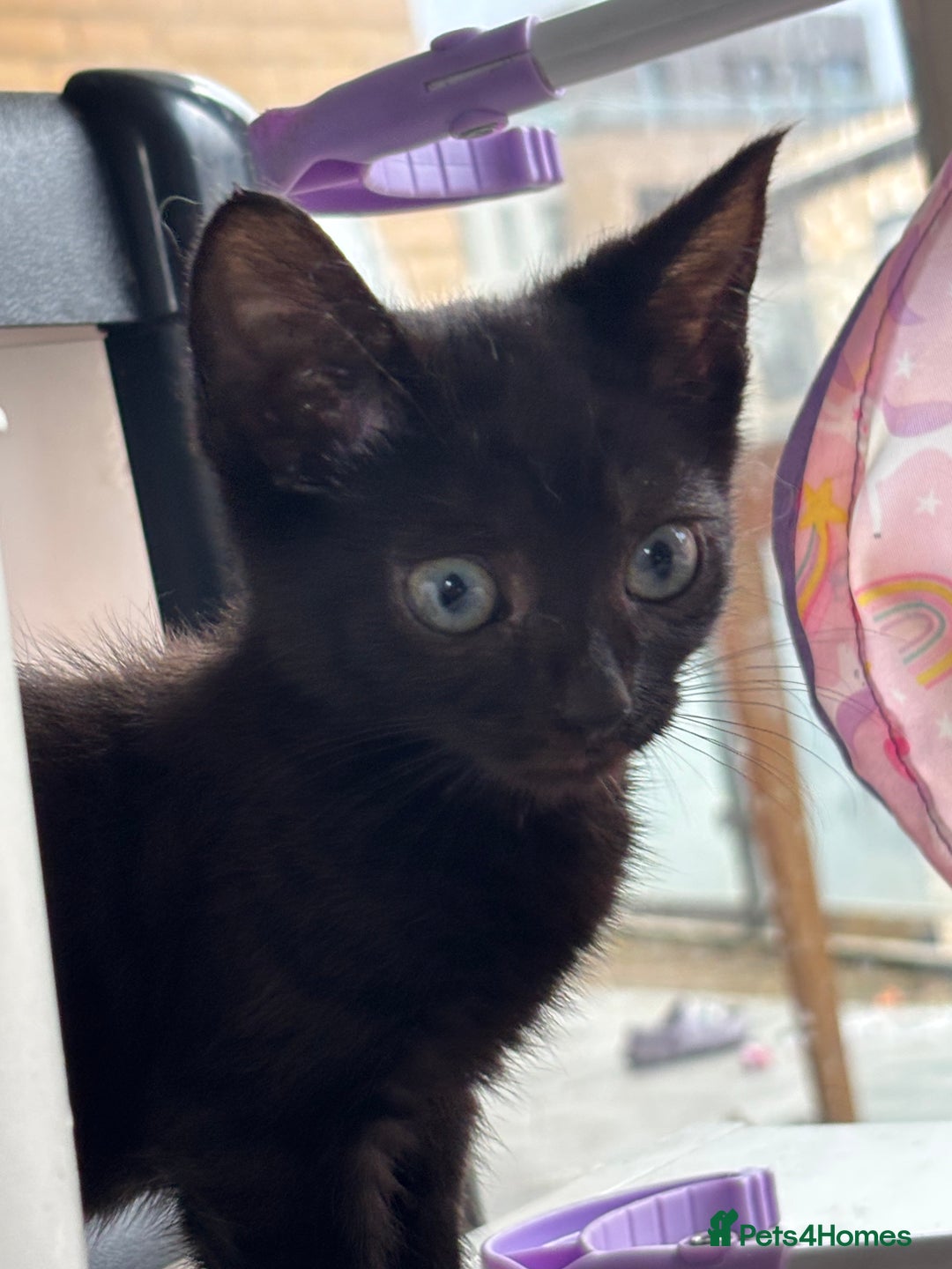 Domestic Shorthair cats for sale: Kittens for sale  - Image 17