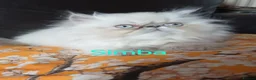 Exotic cats for sale: EXQUISITE GCCF PERSIAN EXOTIC BABIES - Advert 17