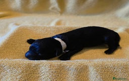 Shihpoo dogs for sale: ADORABLE F1B SHIHPOO PUPPIES! - Image 9